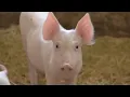 Inspirational Story about a Mouse that will Make You Think: Modern Wisdom