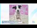 CT LIVE All Paws on Deck Adoption Event