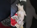 Pug snoring