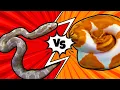 Corn Snakes VS Ball Pythons Which is the Best Pet Snake