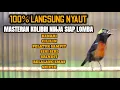 Download Lagu MASTERAN BURUNG KOLIBRI NINJA FULL TEMBAKAN SIAP LOMBA FULL MATERI MEWAH