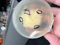 School of Rock n Agar Cleaning up those cultures - Water agar antibiotic charcoal rit dye