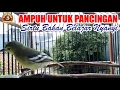Lagu Ampuh Untuk Pancingan Bunyi : Cipoh / Sirtu Bahan Belajar Berkicau