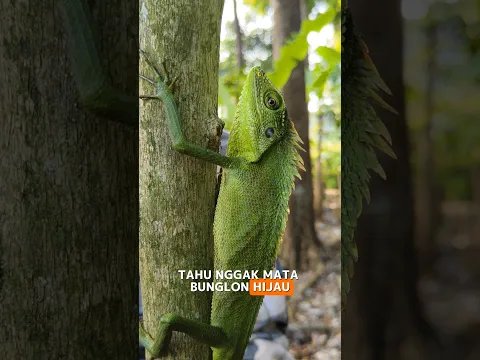 Fakta unik bunglon hijau 🦎✨