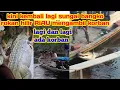 Download Lagu LAGI DAN LAGI BUAYA SUNGAI HILIR RIAU MENGAMBIL KORB4N