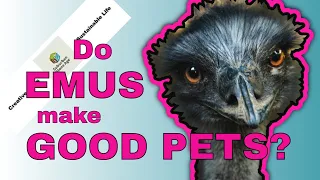 Do Emus Make Good Pets