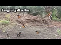 Download Lagu Wadidaww!! Pikat ku langsung di serbu murai ganas penunggu kebun sawit ini #mikatburung #muraibatu