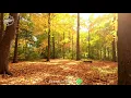 Rakuyou ♫ | Helios Relaxing Space ft BigRicePiano