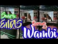 Burung Wambi || Salah Satu Jenis Burung Bersuara Indah nan Merdu || KICAU PEMULA