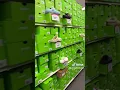 Shoes for the Fam Shop With Allisyn