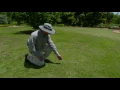Controlling Sandburs in Grass Areas
