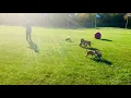 Awakening Kennels On PuppyFinder com - 1