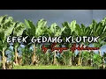 Download Lagu Efek Gedang Klutuk - Sasya Arkhisna (Lirik Lagu)