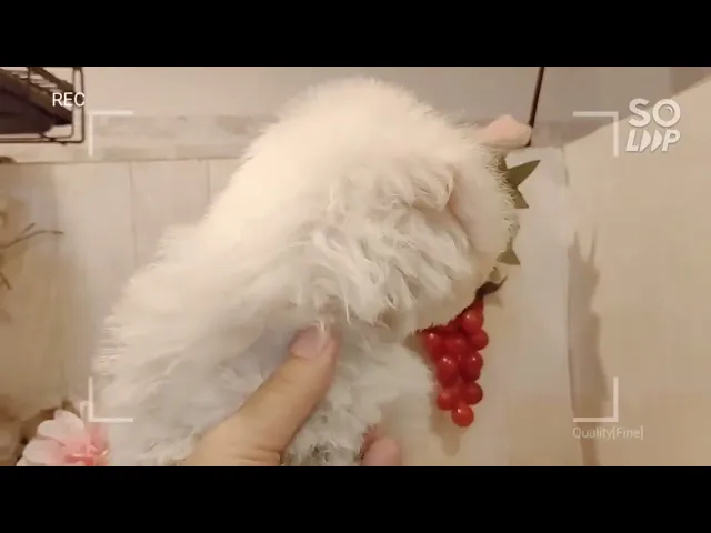 動画