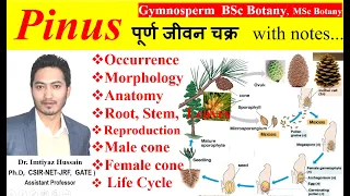 Pinus Life Cycle morphology anatomy root stem leaf reproduction male cone female cone