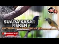 Download Lagu 🔴Suara Burung Kasar Masteran Murai Cak Ijo Kacer Cendet Materi Cucak Cungkok Gacor vs Srigunting Abu