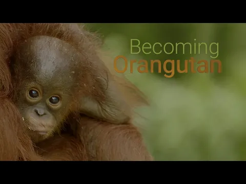 BECOMING ORANGUTAN – PREMIERING AUGUST 20, 2022