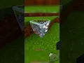 X-RAY GLASS IN MINECRAFT