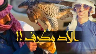 شيلة مطلوبه حماسيه هذيل المطارفه فهد بن فصلا طرب الطرررب 