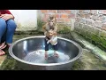 Download Lagu Wow Super Smart Dodo Carrying Newborn Baby Monkey Moly For Mom Take A Bath