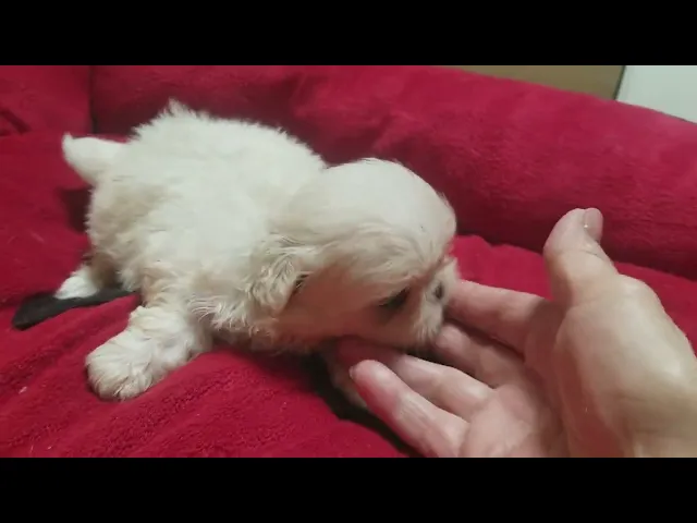 動画