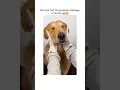 This dog s massage will make you cry with joy - a must-watch for all dog lovers