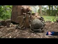 Download Lagu Civil War cannonball found lodged in tree at Independence home