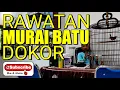 Download Lagu Rawatan MURAI BATU dokor