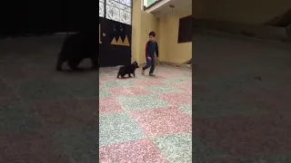 جراوي جيرمن بسعر لقطه01141234289 