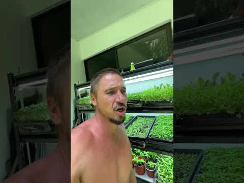 Своя зелень или из магазина ?