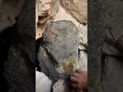 خلية عسل بوطويق من موسم السدر اللهم لك الحمد والشكر
