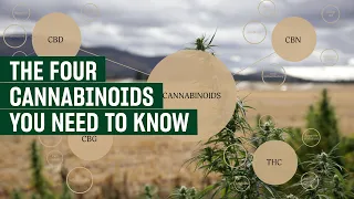 Download Episode 3 | Cannabinoids | CBD 101 Educational Series MP3