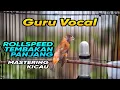 Download Lagu 🔴#7 Redsiskin bird singing very beautifull sound || make your canary very impresif‼️
