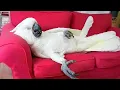 You Will Die Laughing At These Parrot Funny Parrot s 2026