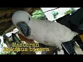 Download Lagu Burung kakatua bicara // Masteran kakatua bicara