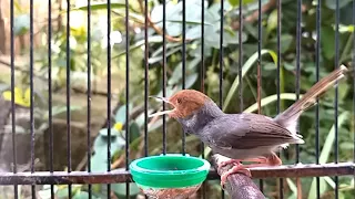 prenjak tamu jantan gacor suara pernjak ini paling dicari sebagai masteran u0026 pikat burung liar