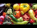 How to sow chilli seeds