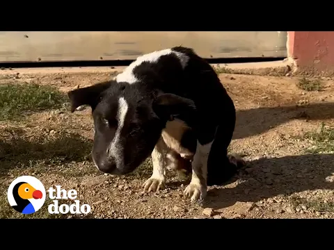 Swollen Stray Dog Transforms Into The Happiest Little Bunny | The Dodo