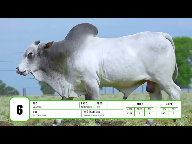 Touro Nelore LSA - 1702