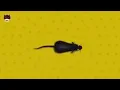 Download Lagu SUARA ULTRASONIC PENGUSIR TIKUS 8 JAM / Tikus Kabur... DI JAMIN AMPUH !!! #pengusir #tikus