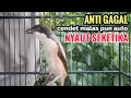 Download Lagu Suara Cendet Gacor Toet toet Efektif Anti Gagal Bikin Cendet Malas pun Langsung Nyaut Bunyi Seketika