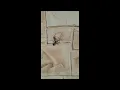 Truth behind the crazy bat caught in spider web story