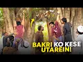 Download Lagu Bakri Ka Bacha Darakht Pe Charh Gaya 😂