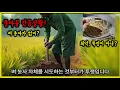 Download Lagu 아프리카 벼농사. 우방기 강 옆에 텐트 생활하는 사람들. 벼 종자는 겨우 구했는데, 최악.. 쭉정이 아냐?. #중앙아프리카공화국