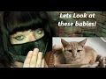 Looking at Adoptable Cats on Petfinder