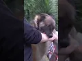 Download Lagu Kena Gigit Anjing Malinois