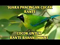 Download Lagu 🔴Suara pancingan cucak rante - cucak rante manapun pasti nyahut
