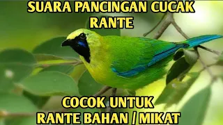 Download 🔴Suara pancingan cucak rante - cucak rante manapun pasti nyahut MP3