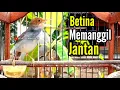 Download Lagu PRENJAK BETINA GACOR suara jernih memanggil Prenjak Jantan, di jamin Prenjak manapun pasti nyahut.