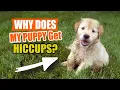 WHY Does MY PUPPY Get HICCUPS